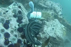 Pyjama shark vs hagfish Pyjama shark vs hagfish