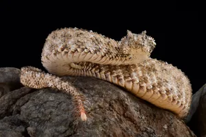 Spider-tailed horned viper Spider-tailed horned viper