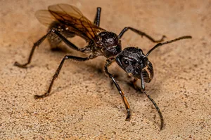 Adult Bullet Ant Queen Adult Bullet Ant Queen of the species Paraponera clavata