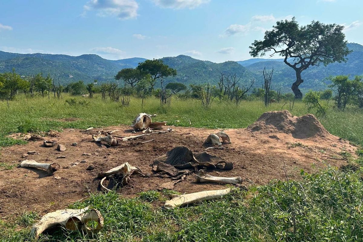 “That's just insane.” Elephant dies in South Africa - and scientists are stunned at what happens next