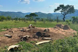 Elephant carcass Elephant carcass