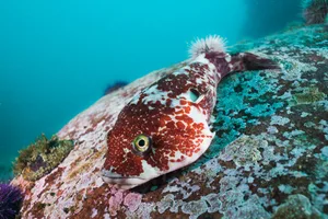 Rocksucker or giant clingfish (Chorisochismus dentex) Rocksucker or giant clingfish (Chorisochismus dentex) on a rock with turquoise water.
