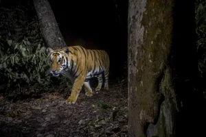 Tiger in Bardia National Park, Nepal Tiger in Bardia National Park, Nepal