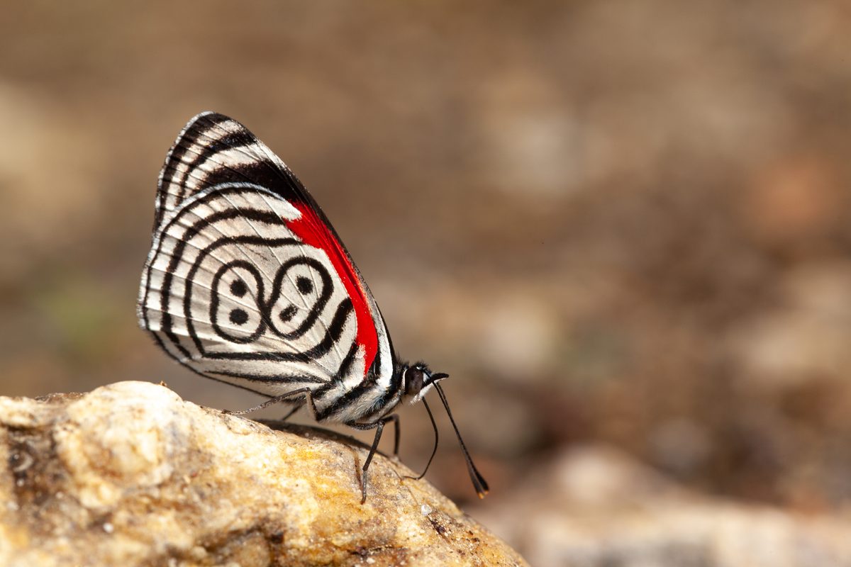Weird wings, glass bodies and 9,000-mile relay races: Meet the world's 9 most bizarre butterflies