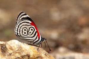Beautiful butterfly diaethria also called 88 Beautiful butterfly diaethria also called 88