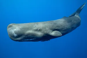 Sperm whale Sperm whale underwater.