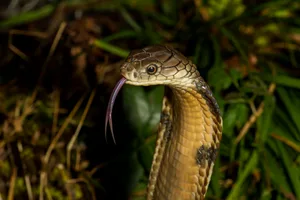 King Cobra