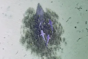 Wedgefish Wedgefish