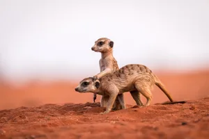 Meerkats in the Namibian Kalahari Desert Dario Endara/Getty Images