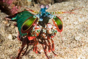 Peacock Mantis Shrimp – Odontodactylus scyllaru Peacock Mantis Shrimp (Odontodactylus scyllarus) standing on the sand. Photographed in Anilao, Philippines.