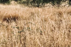 Hidden animal Can you spot the animal?