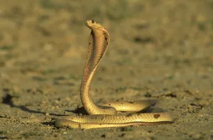 Cape cobra, naja nivea, in defensive pose Cape cobra