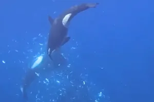 Orcas rams sunfish Orcas rams sunfish