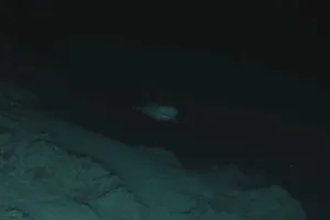 Bluntnose sixgill shark Bluntnose sixgill shark