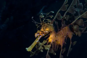 Leafy Seadragon Leafy seadragon