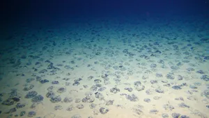Polymetallic nodules on the seafloor Polymetallic nodules on the seafloor