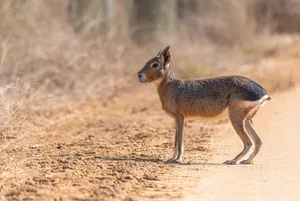 Side view of deer walking on field Side view of Patagonian mara walking on field