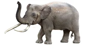 Dwarf elephant