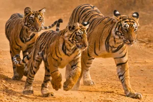 Bengal tigers in Ranthambhore National Park in India Bengal tigers in Ranthambhore National Park in India