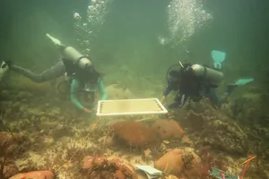 Underwater umbrellas for coral reefs Underwater umbrellas for coral reefs
