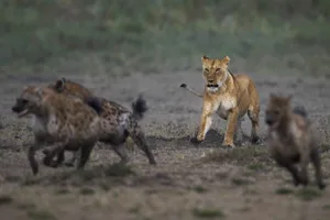 Spotted hyenas in confrontation with a lioness Spotted hyenas in confrontation with a lioness