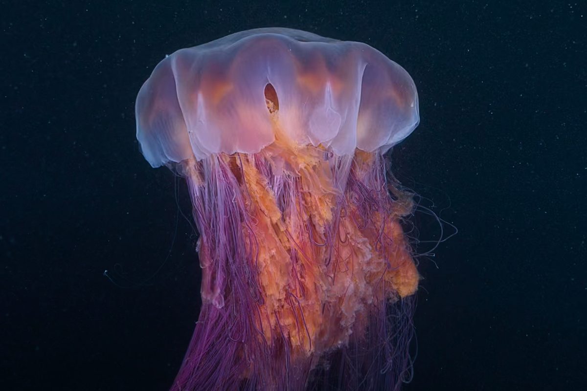 Heaviest jellyfish on Earth filmed on night dive in Pacific Ocean - BBC Wildlife Magazine