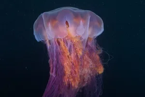 Lion’s mane jellyfish Lion's mane jellyfish