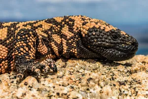 Gila Monster – In habitat – wild animal nature photo – close up The Gila Monster