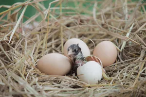 Newborn chicken hatching from egg, Newborn chick hatching