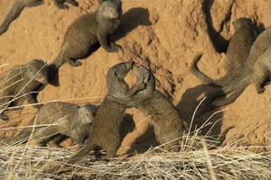 Dwarf mongooses (Helogale parvula) play fighting Dwarf mongooses (Helogale parvula) play fighting.