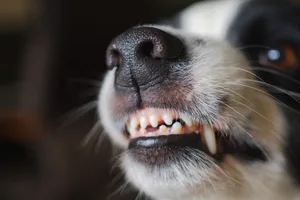 Dangerous angry dog. Aggressive puppy dog border collie baring teeth fangs looking aggressive dangerous. Guardian growling scary dog ready for attack. Pet infected by rabies.. Iuliia Zavalishina/Getty Images