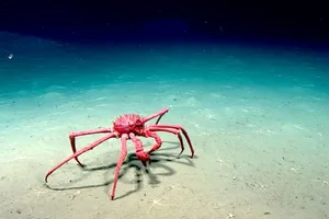 King crab eats brittle star King crab eats brittle star