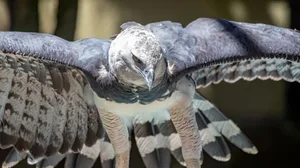 Harpy Eagle Getty
