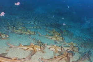 Port Jackson sharks sleeping Port Jackson sharks sleeping