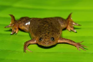 Common Platanna, also known as the African Clawed Frog (Xenopus laevis) African Clawed Frog