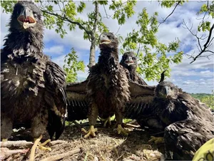Four bald eagle fledglings in one nest Four bald eagle nestlings in one nest on 18 May 2025 in Ottawa County, Michigan