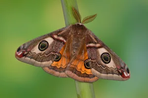 Close up of moth Close up of moth of a male moth with its pectinate (feathered antennae)