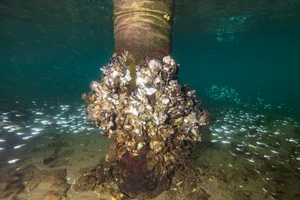 Oysters Oyster cluster on cement wharf pylon underwater with school of silver bait fish