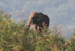 Asian elephant