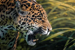 Close-up of a fierce jaguar in the wild. Wirestock/Getty Images