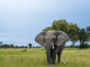 The African elephant (Loxodonta africana) in the Okavango Delta The African elephant (Loxodonta africana) in the Okavango Delta