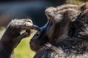 Gorilla picking his nose ACarnography/ Getty Images