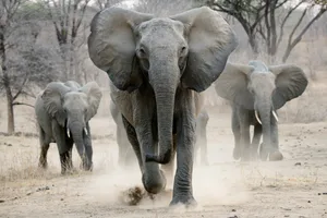 african elephant on the charge african elephant on the charge