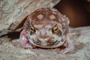 Rain frog Rain frog