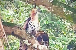 Ornate hawk-eagle with crested owl Ornate hawk-eagle with crested owl