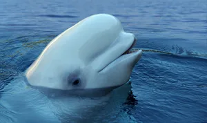 Beluga whale facts Beluga whale facts