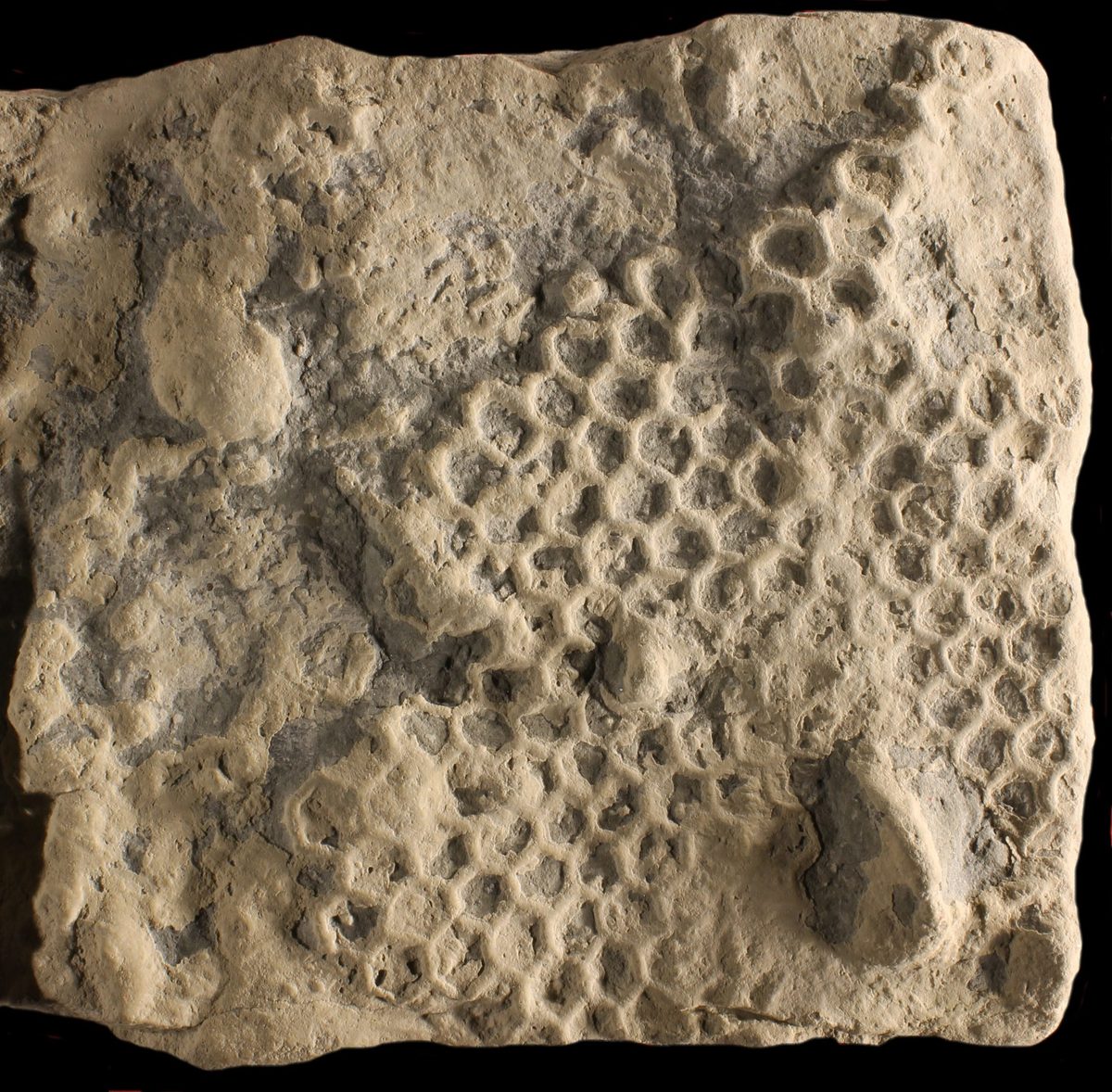 “One of the longest-running cold cases of palaeontology.” Scientists may finally know what created these strange markings - BBC Wildlife Magazine image