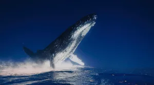 A close-up of a humpback whale reveals detailed body folds and textured skin as it swims near the camera, highlighting the raw beauty, strength, and intimate detail of marine life. A close-up of a humpback whale reveals detailed body folds and textured skin as it swims near the camera, highlighting the raw beauty, strength, and intimate detail of marine life.