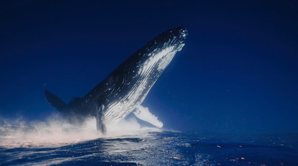 “It’s as long as a Boeing 737 and its tongue alone is as heavy as a fully-grown elephant…” 10 biggest marine animals that have ever lived - BBC Wildlife Magazine