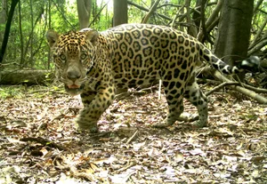 Jaguar caught on camera in the Amazon floodplains Jaguar caught on camera in the Amazon floodplains